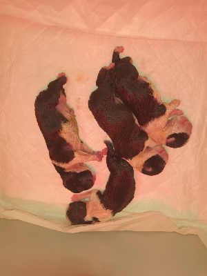 Des Petits Anges Noirs - Boston Terrier - Portée née le 27/05/2023
