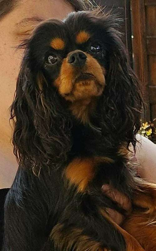 Les Cavalier King Charles Spaniel de l'affixe Des Petits Anges Noirs