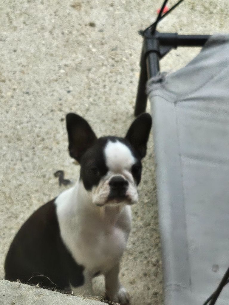 Des Petits Anges Noirs - Chiot disponible  - Boston Terrier