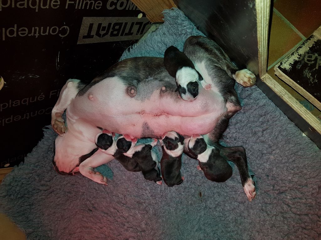 Des Petits Anges Noirs - Boston Terrier - Portée née le 06/03/2019
