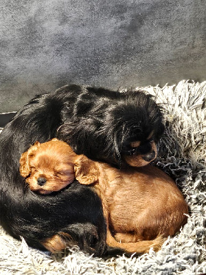 Des Petits Anges Noirs - Cavalier King Charles Spaniel - Portée née le 29/10/2024