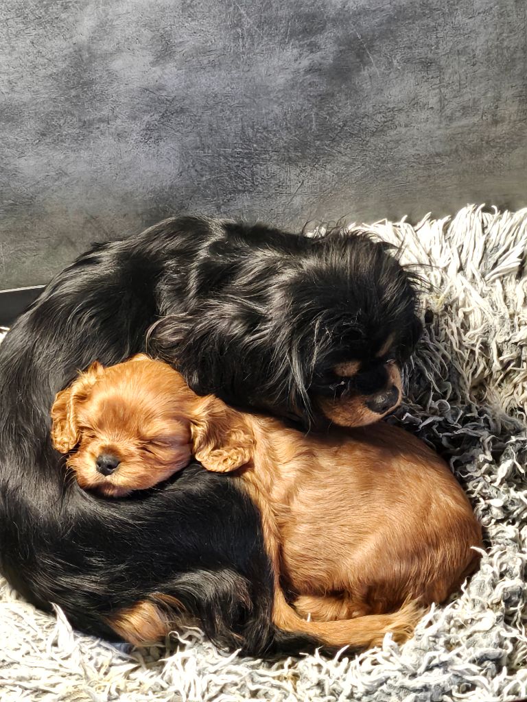 chiot Cavalier King Charles Spaniel Des Petits Anges Noirs