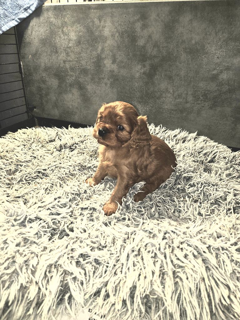 Des Petits Anges Noirs - Chiot disponible  - Cavalier King Charles Spaniel