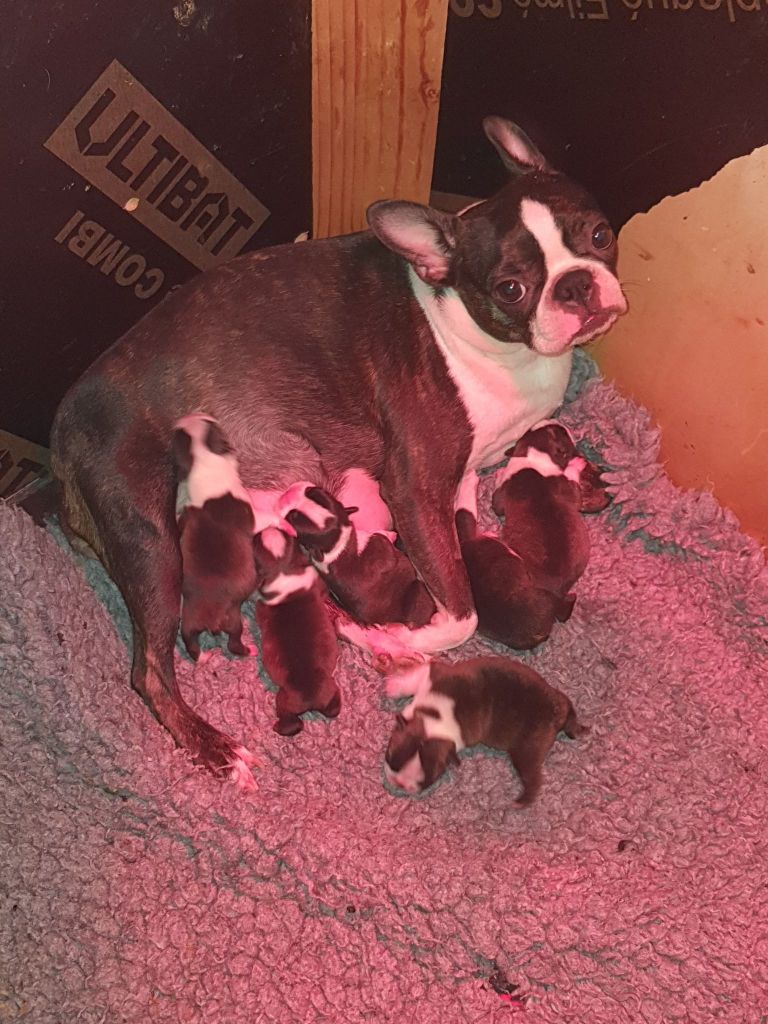 chiot Boston Terrier Des Petits Anges Noirs