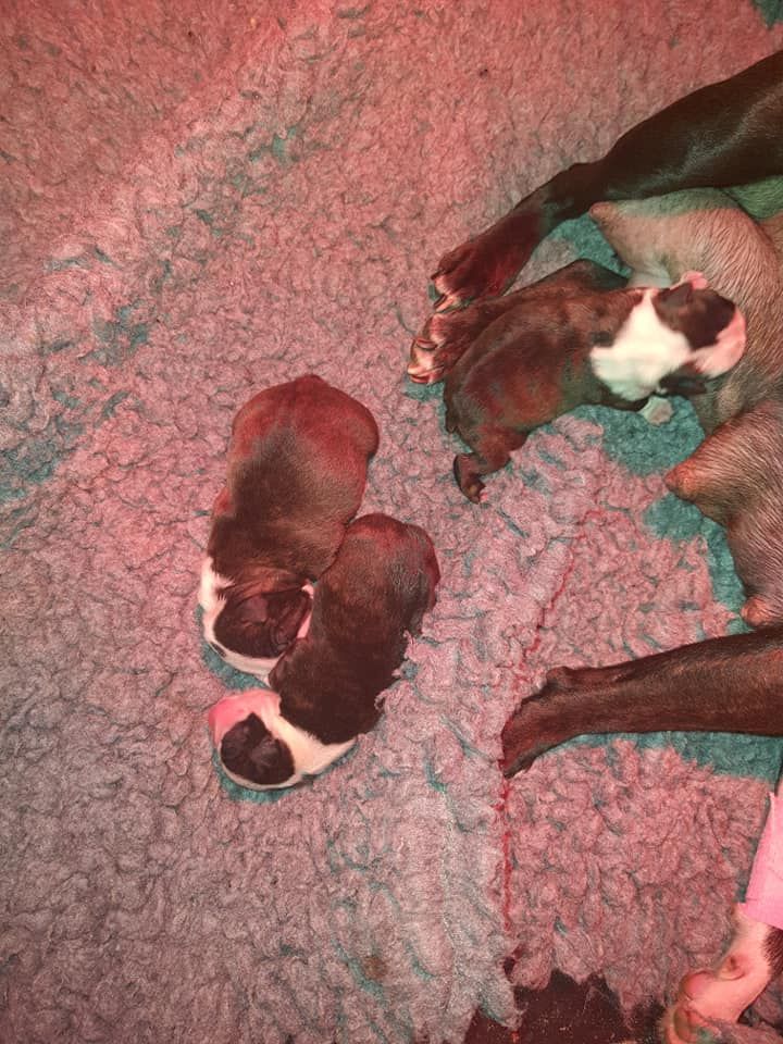 Des Petits Anges Noirs - Boston Terrier - Portée née le 22/11/2020
