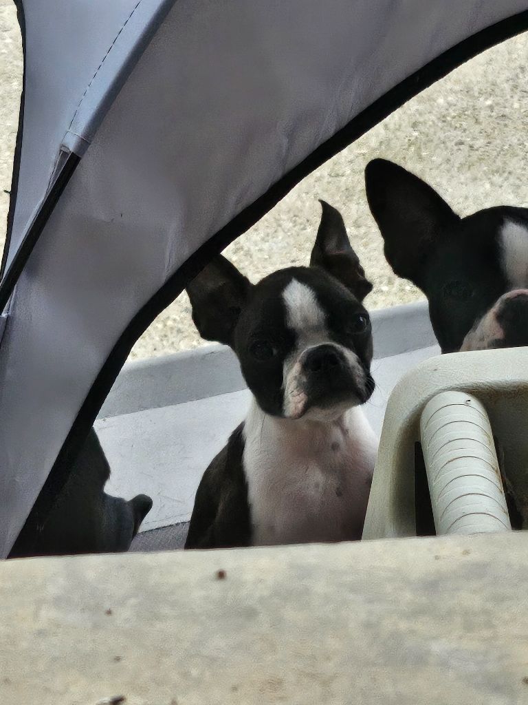 Des Petits Anges Noirs - Chiot disponible  - Boston Terrier