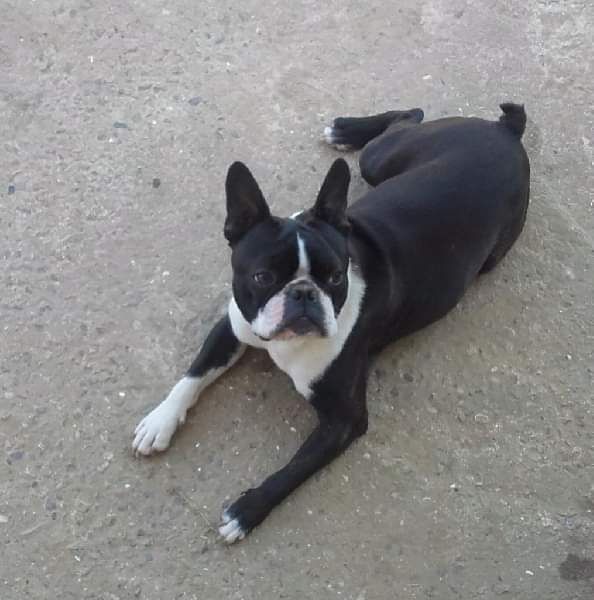 CH. Boston Attitude Latin lover