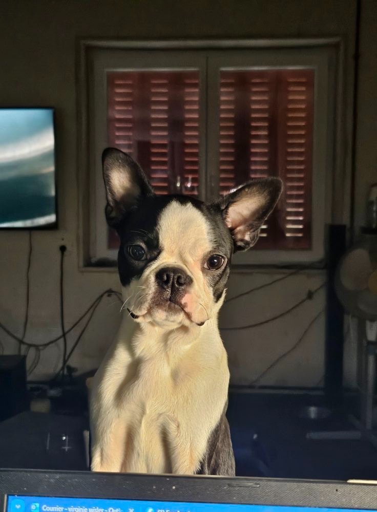 Gestations confirmées