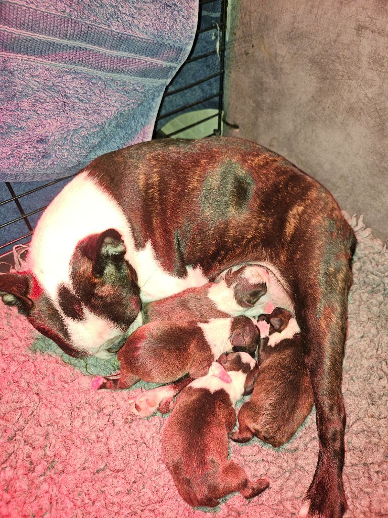Chiot Boston Terrier Des Petits Anges Noirs