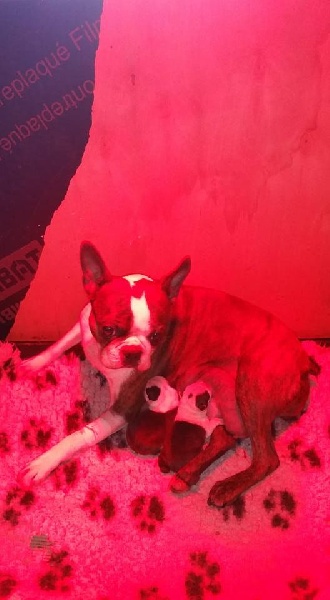 Des Petits Anges Noirs - Boston Terrier - Portée née le 04/05/2016