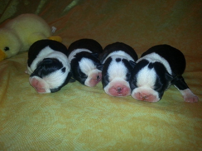 Des Petits Anges Noirs - Boston Terrier - Portée née le 08/12/2015