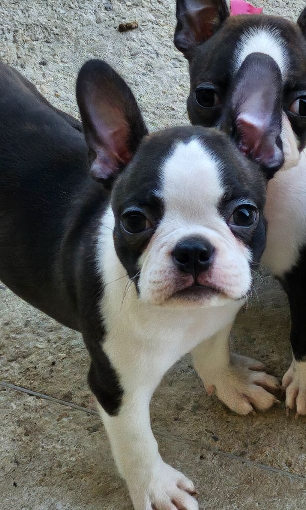 Des Petits Anges Noirs - Chiots disponibles - Boston Terrier
