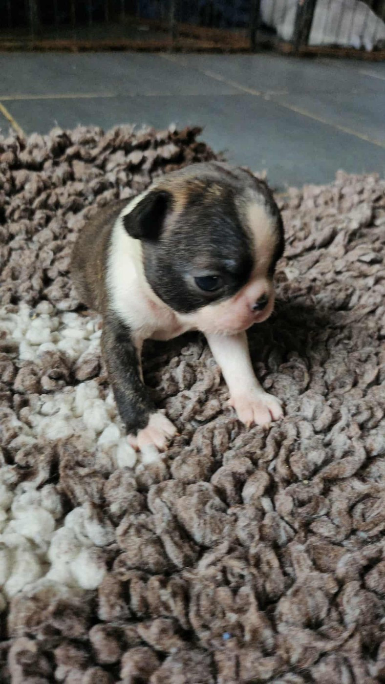 Des Petits Anges Noirs - Chiots disponibles - Boston Terrier