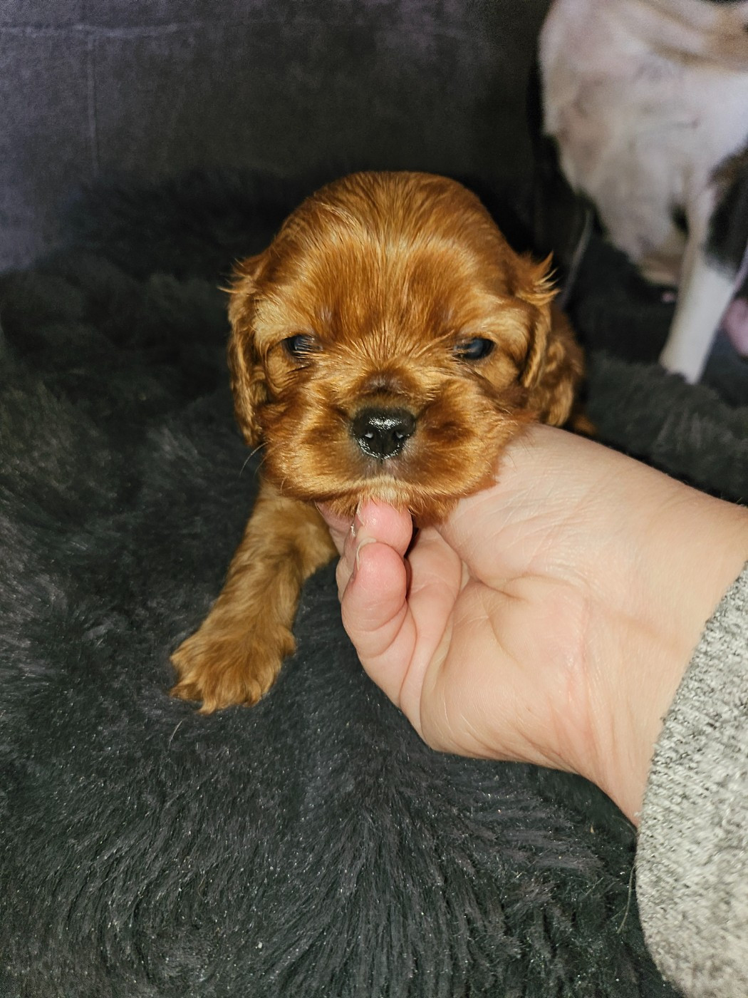 Des Petits Anges Noirs - Chiots disponibles - Cavalier King Charles Spaniel