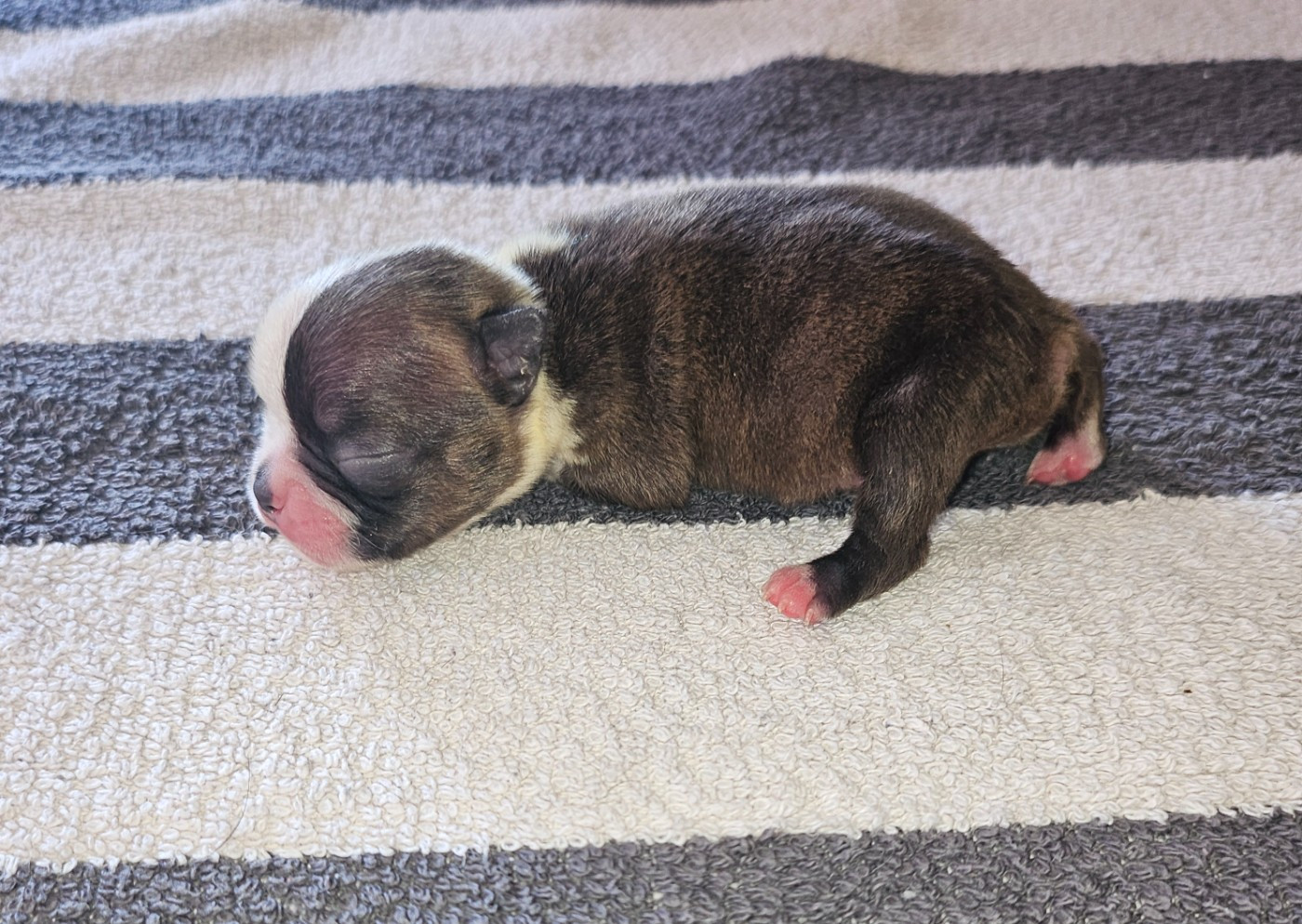 Des Petits Anges Noirs - Chiots disponibles - Boston Terrier