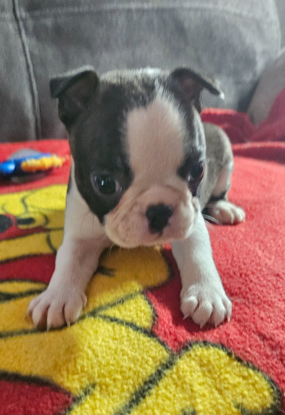 Des Petits Anges Noirs - Chiots disponibles - Boston Terrier