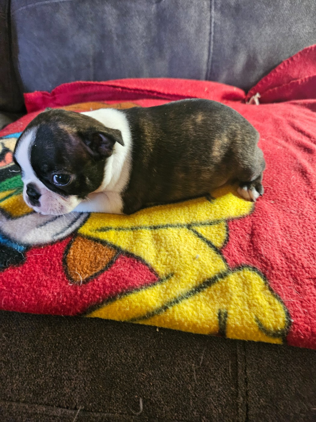 Des Petits Anges Noirs - Chiots disponibles - Boston Terrier