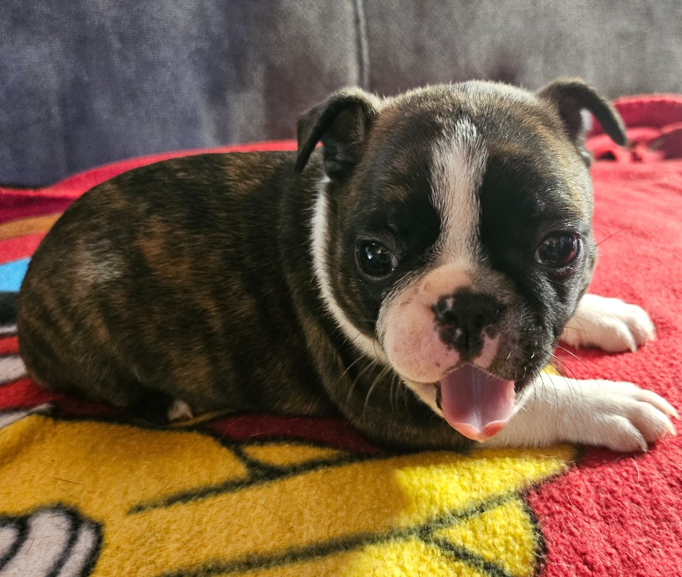 Des Petits Anges Noirs - Chiots disponibles - Boston Terrier