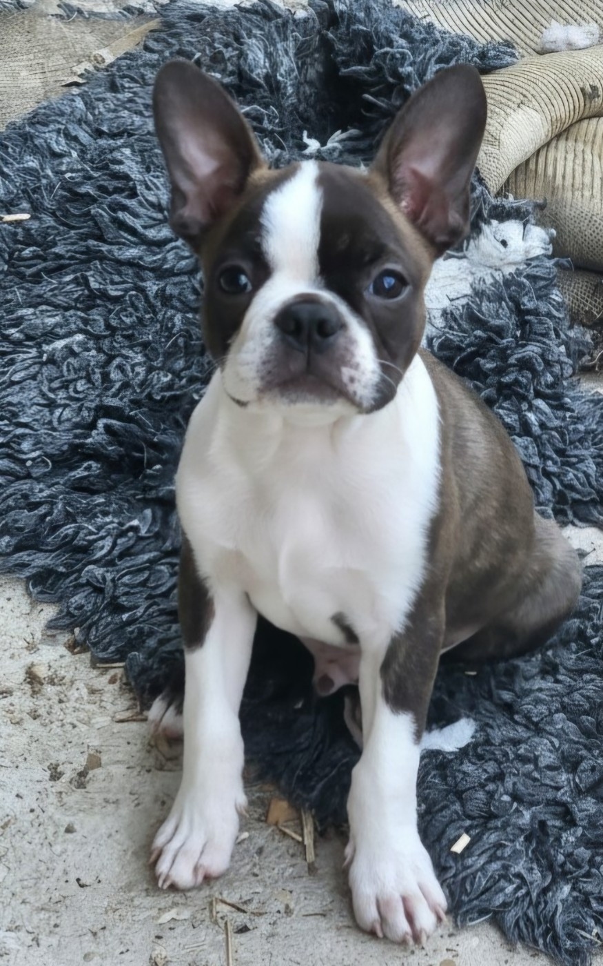 Des Petits Anges Noirs - Chiots disponibles - Boston Terrier