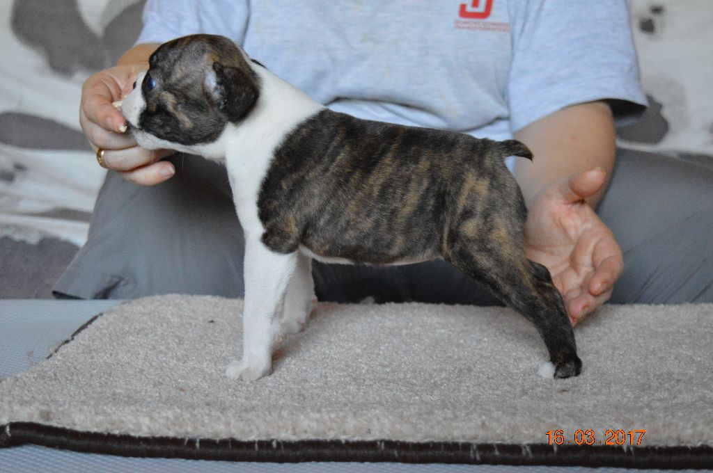 Des Petits Anges Noirs - Boston Terrier - Portée née le 02/02/2017