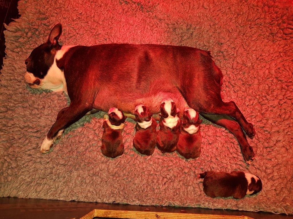 Des Petits Anges Noirs - Boston Terrier - Portée née le 26/08/2019
