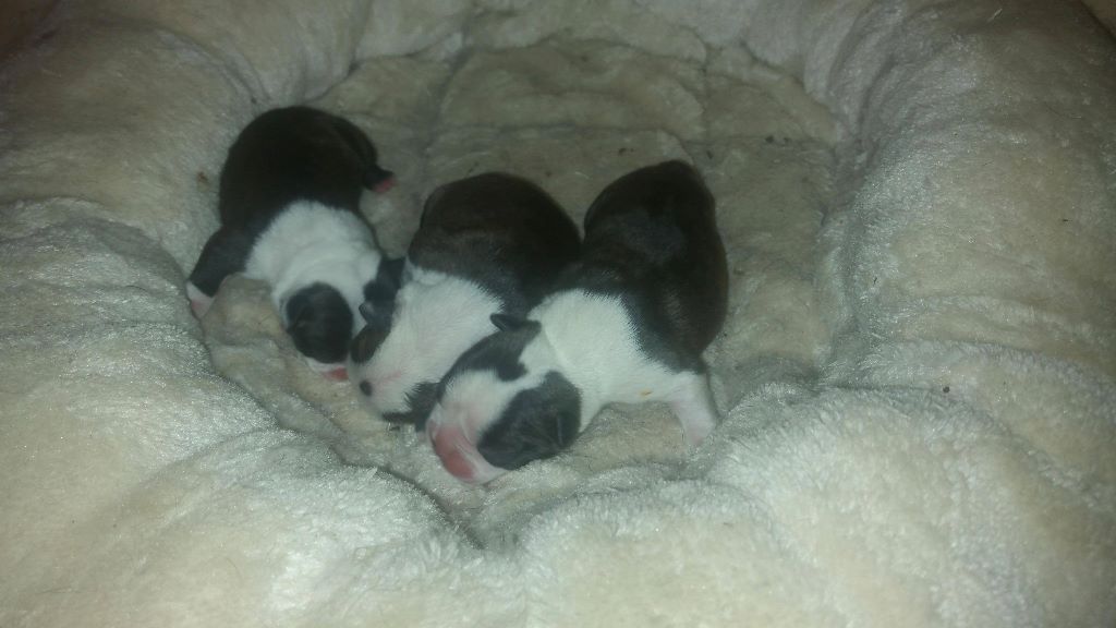 Des Petits Anges Noirs - Boston Terrier - Portée née le 10/12/2017