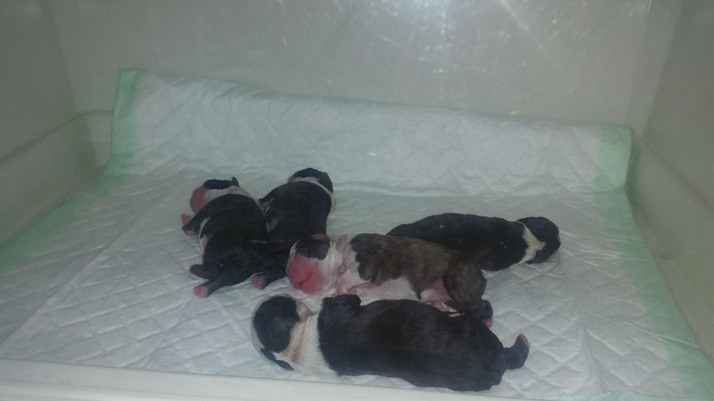 Des Petits Anges Noirs - Boston Terrier - Portée née le 24/01/2018