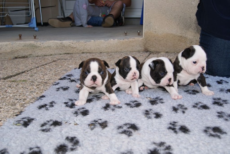 Des Petits Anges Noirs - Boston Terrier - Portée née le 17/03/2014