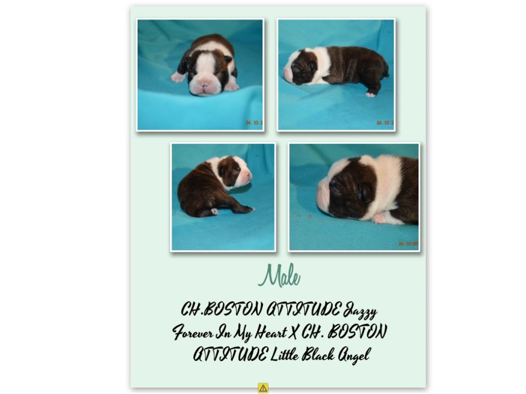 Des Petits Anges Noirs - Boston Terrier - Portée née le 17/10/2017