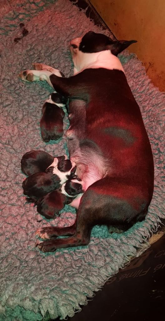 Des Petits Anges Noirs - Boston Terrier - Portée née le 06/01/2020
