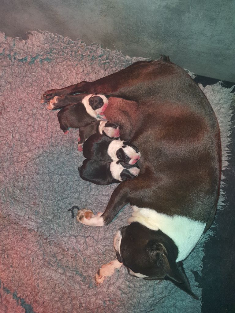 Des Petits Anges Noirs - Boston Terrier - Portée née le 09/07/2022