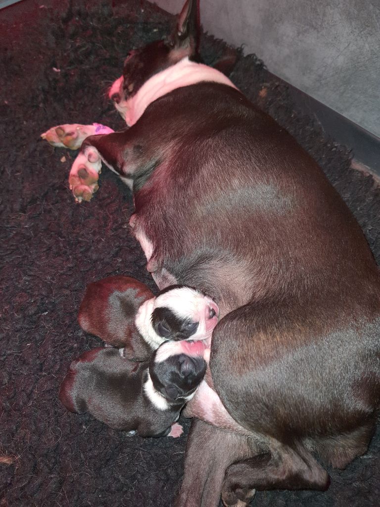 Des Petits Anges Noirs - Boston Terrier - Portée née le 31/08/2021