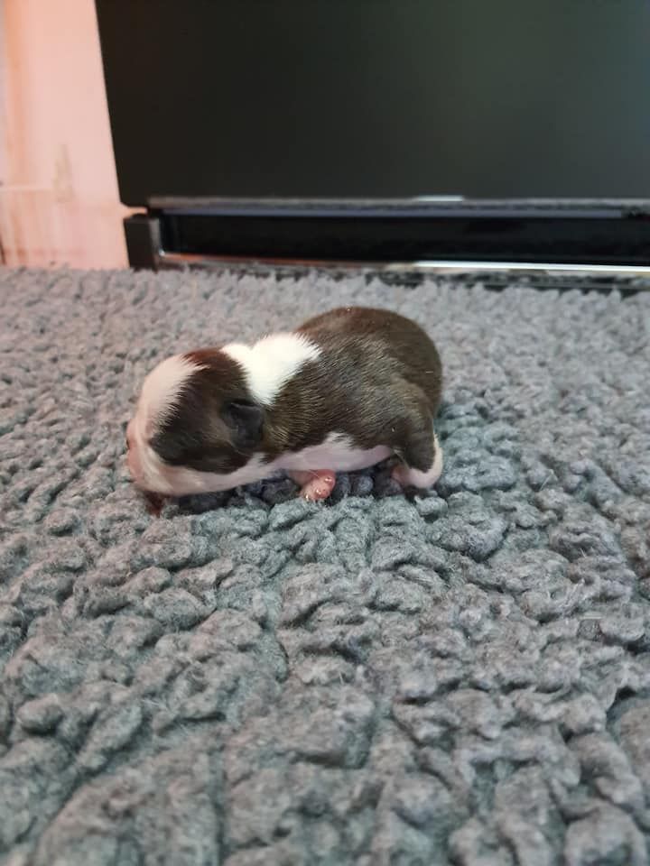 Des Petits Anges Noirs - Boston Terrier - Portée née le 10/12/2020