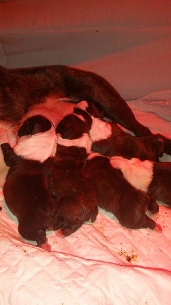 Des Petits Anges Noirs - Boston Terrier - Portée née le 10/02/2017