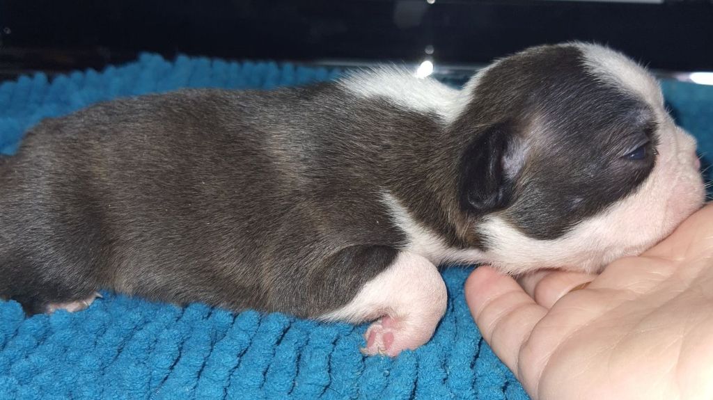 Des Petits Anges Noirs - Boston Terrier - Portée née le 10/12/2020