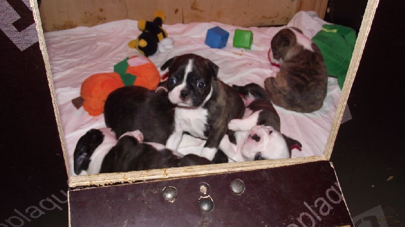 Des Petits Anges Noirs - Boston Terrier - Portée née le 21/04/2015