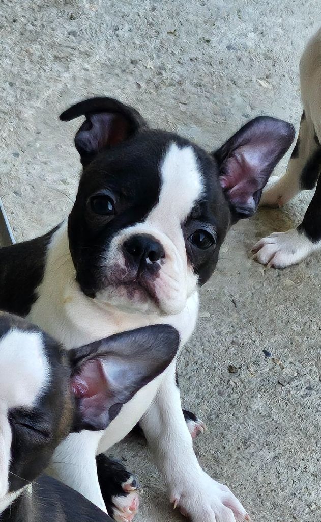 Des Petits Anges Noirs - Chiots disponibles - Boston Terrier