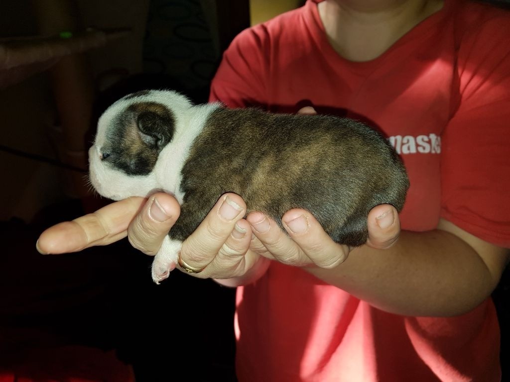 Des Petits Anges Noirs - Boston Terrier - Portée née le 09/09/2018