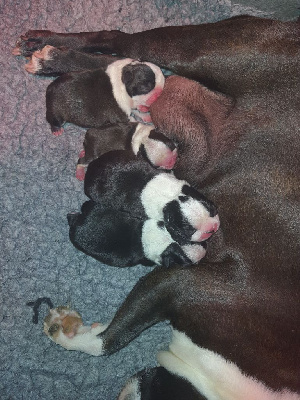 CHIOT