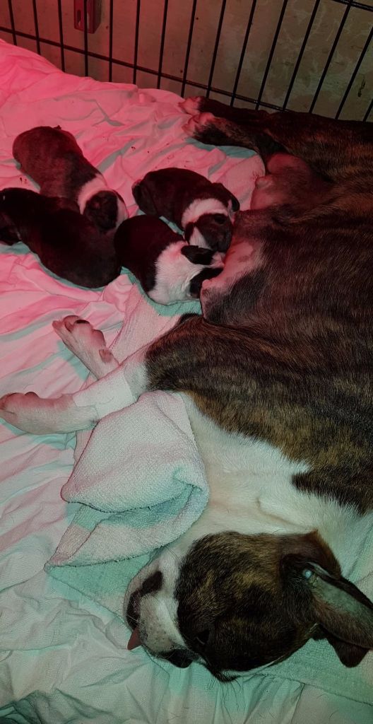 Des Petits Anges Noirs - Boston Terrier - Portée née le 17/07/2018