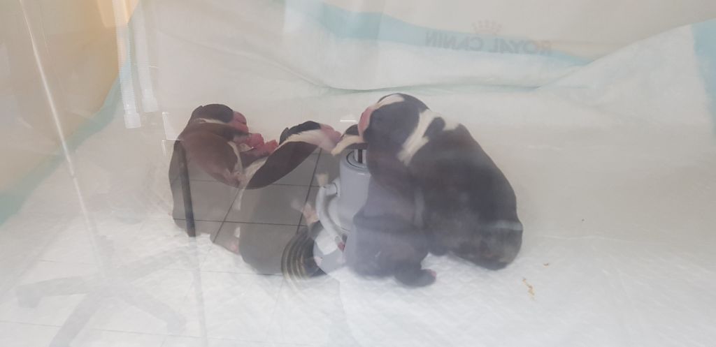 Des Petits Anges Noirs - Boston Terrier - Portée née le 11/03/2020