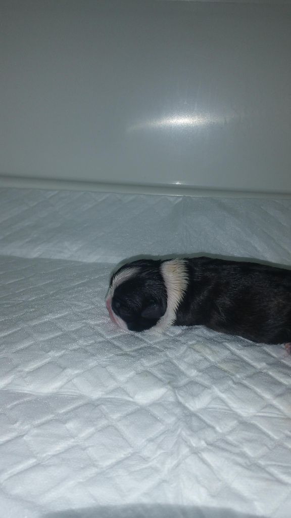 Des Petits Anges Noirs - Boston Terrier - Portée née le 17/02/2018