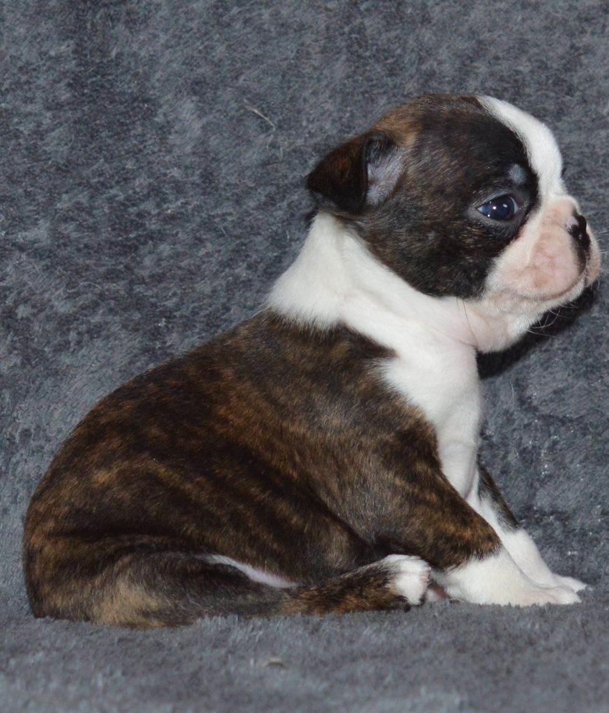 Des Petits Anges Noirs - Boston Terrier - Portée née le 09/09/2019
