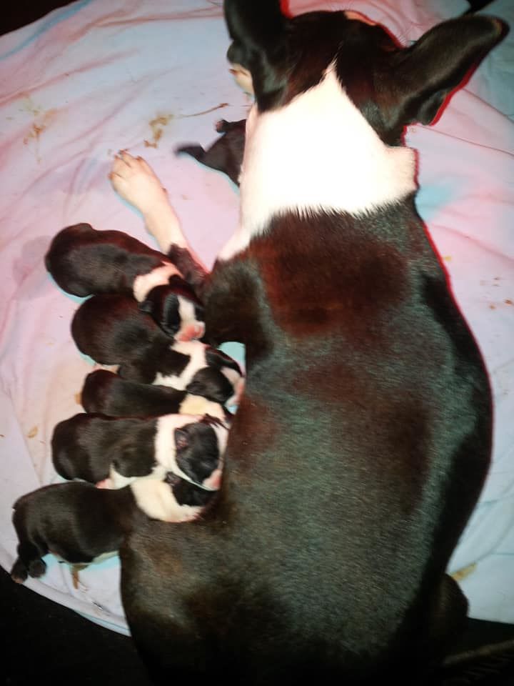 Des Petits Anges Noirs - Boston Terrier - Portée née le 21/06/2018