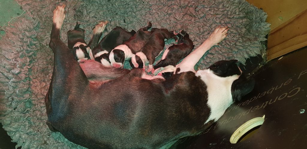 Des Petits Anges Noirs - Boston Terrier - Portée née le 04/06/2020