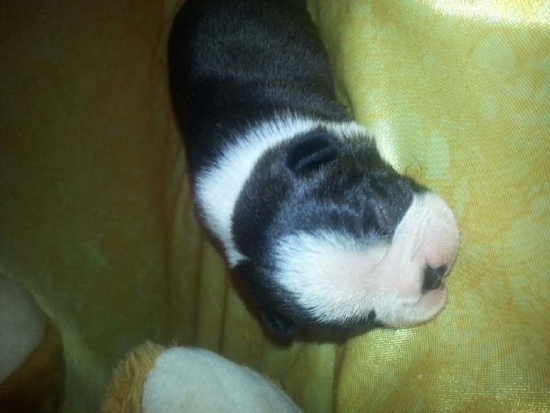 Des Petits Anges Noirs - Boston Terrier - Portée née le 08/12/2015
