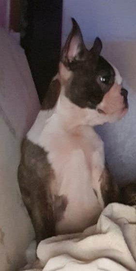 Des Petits Anges Noirs - Boston Terrier - Portée née le 03/06/2019